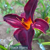 Black Plains thumbnail