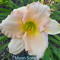 Moon Song thumbnail