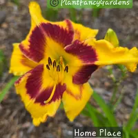Home Place thumbnail