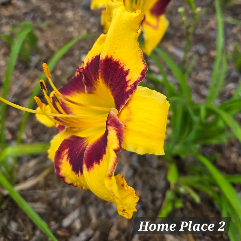 Home Place from PlantFancyGardens, LLC
