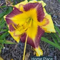 Home Place thumbnail