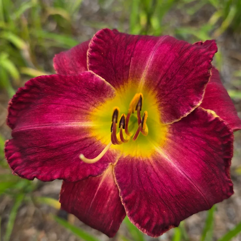 Silk Mystique from PlantFancyGardens, LLC