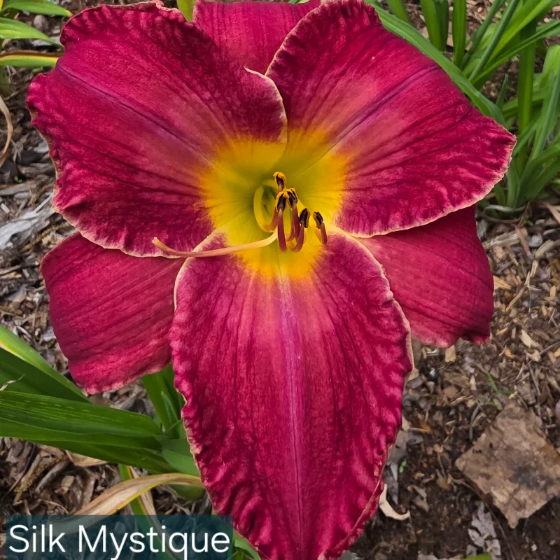 Silk Mystique from PlantFancyGardens, LLC
