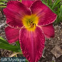 Silk Mystique thumbnail