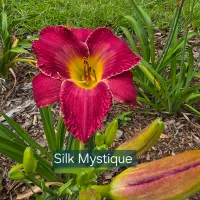 Silk Mystique thumbnail
