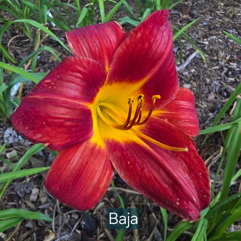 Baja from PlantFancyGardens, LLC