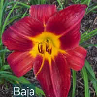 Baja thumbnail