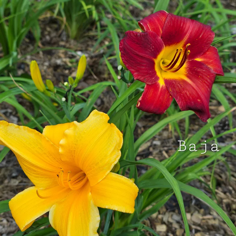 Baja from PlantFancyGardens, LLC