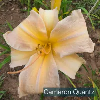 Cameron Quantz thumbnail