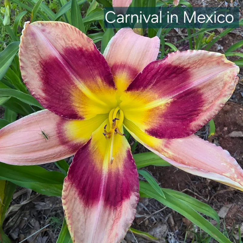 Carnival in Mexico from PlantFancyGardens, LLC