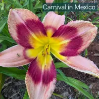 Carnival in Mexico thumbnail