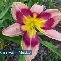 Carnival in Mexico thumbnail