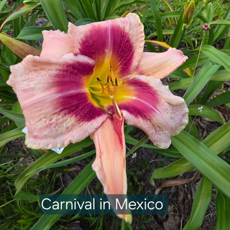 Carnival in Mexico from PlantFancyGardens, LLC