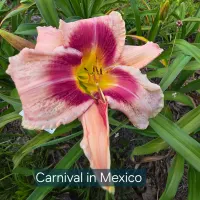 Carnival in Mexico thumbnail