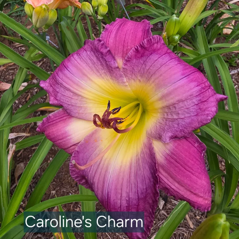 Caroline's Charm from PlantFancyGardens, LLC