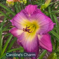 Caroline's Charm thumbnail
