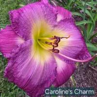 Caroline's Charm thumbnail