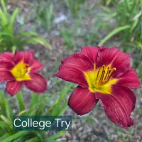 College Try thumbnail