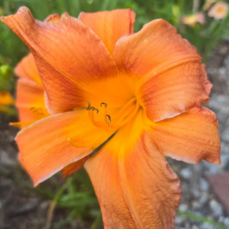 Council Fire from PlantFancyGardens, LLC