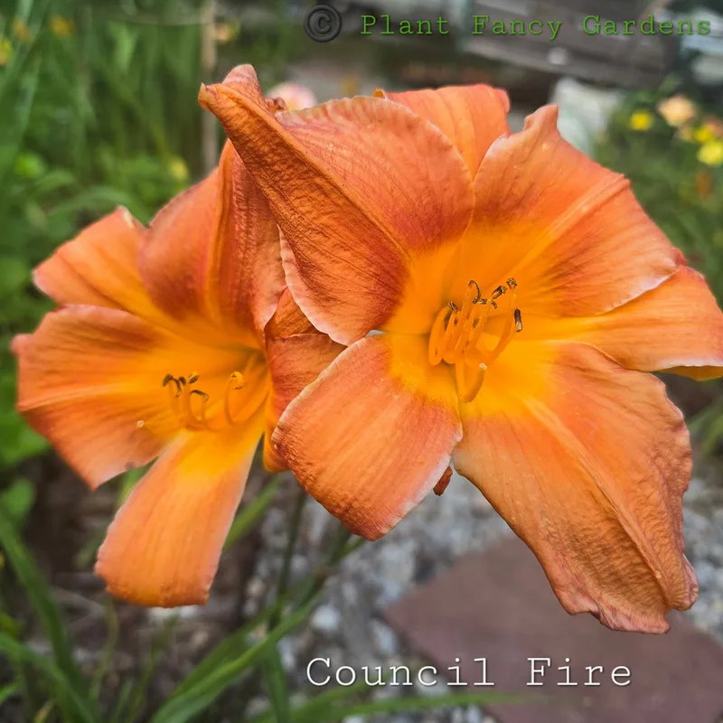 Council Fire from PlantFancyGardens, LLC