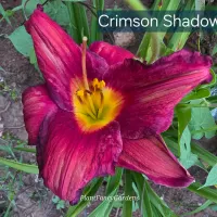 Crimson Shadows catalog image