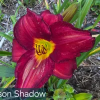 Crimson Shadows thumbnail