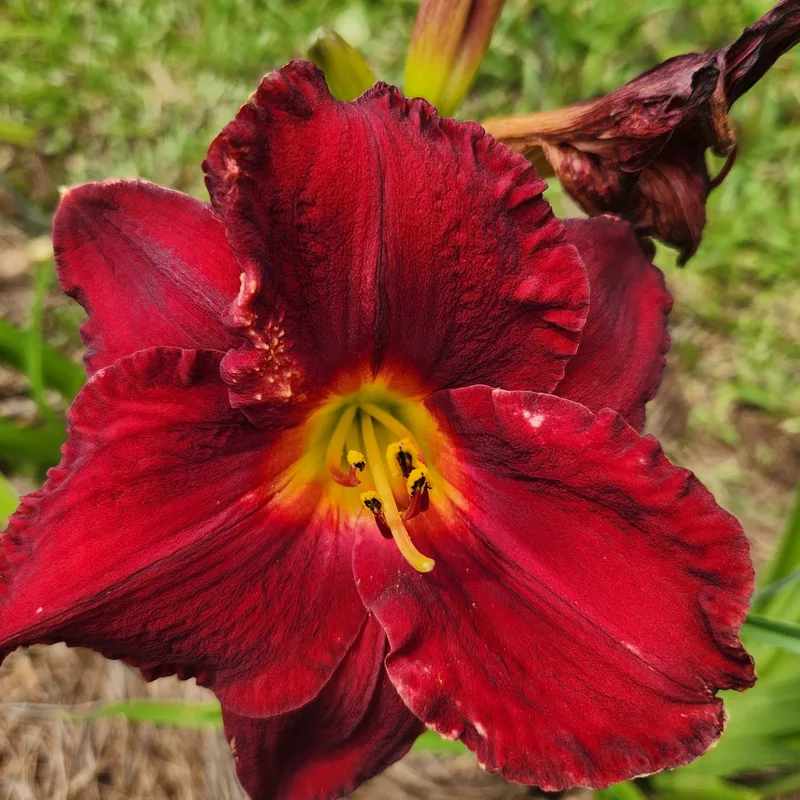 Crimson Shadows