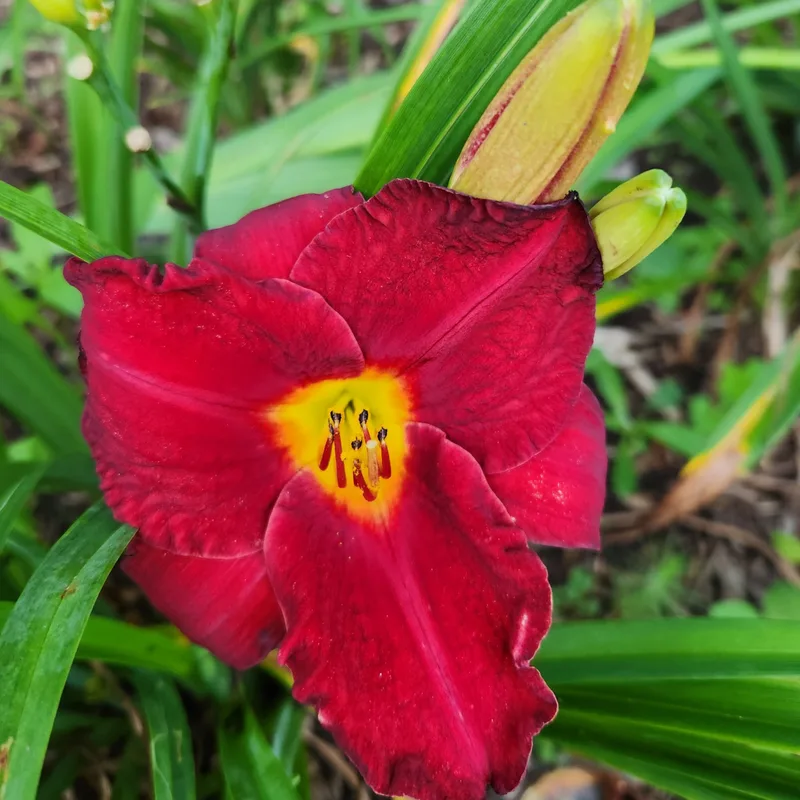 Crimson Shadows from PlantFancyGardens, LLC