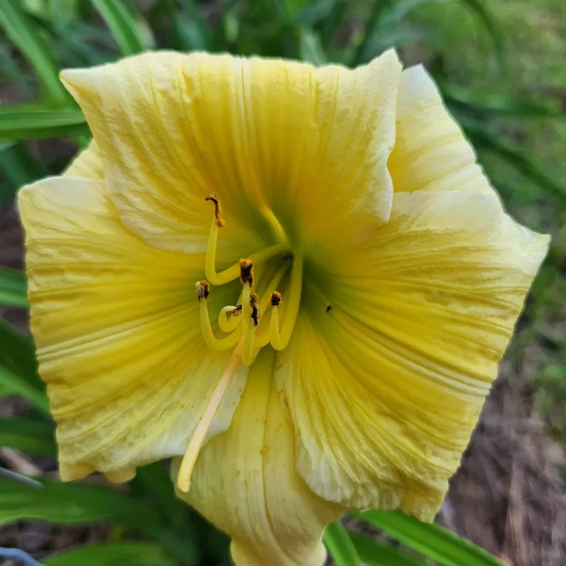 Dancing with Linda from PlantFancyGardens, LLC