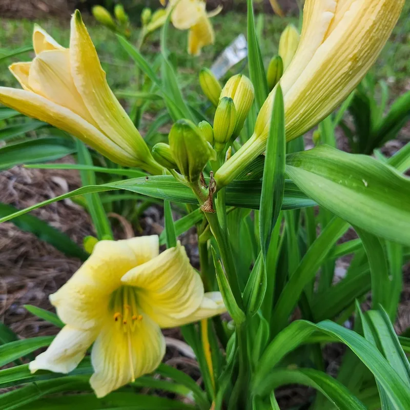 Dancing with Linda from PlantFancyGardens, LLC