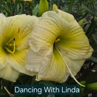 Dancing with Linda thumbnail