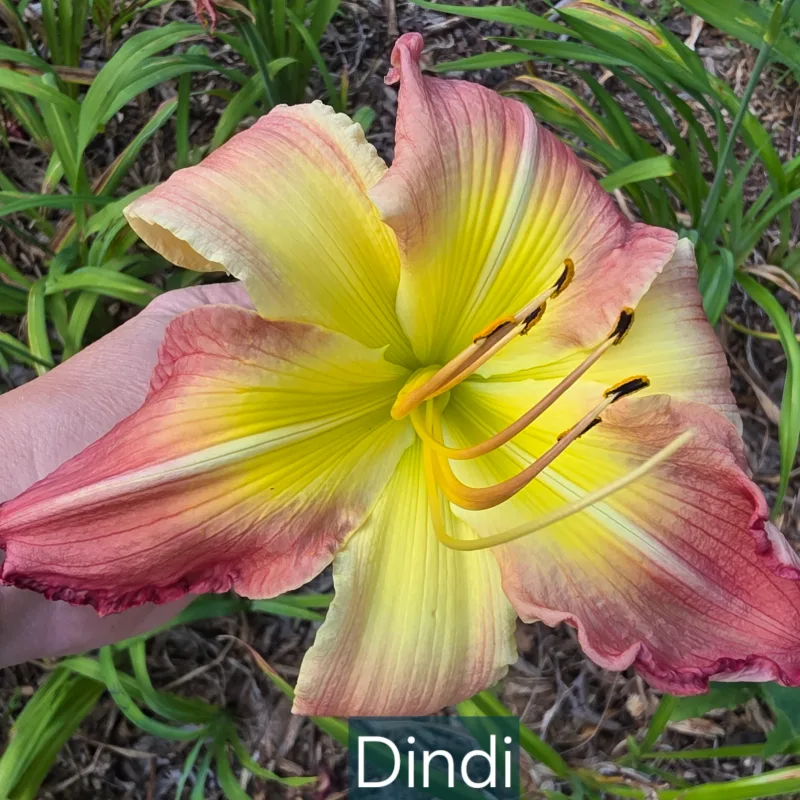 Dindi from PlantFancyGardens, LLC
