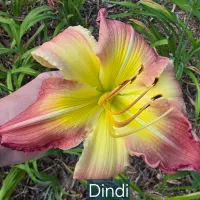 Dindi thumbnail
