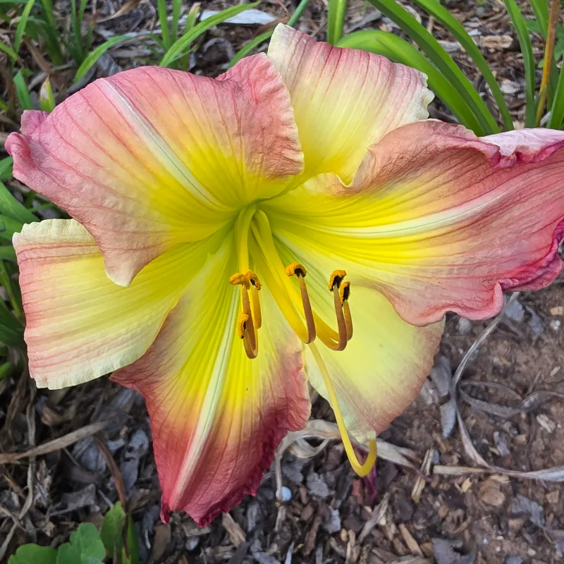 Dindi from PlantFancyGardens, LLC