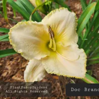 Doc Branch thumbnail