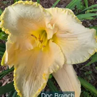Doc Branch thumbnail