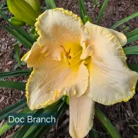 Doc Branch thumbnail