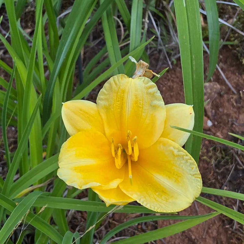 Double Gold from PlantFancyGardens, LLC