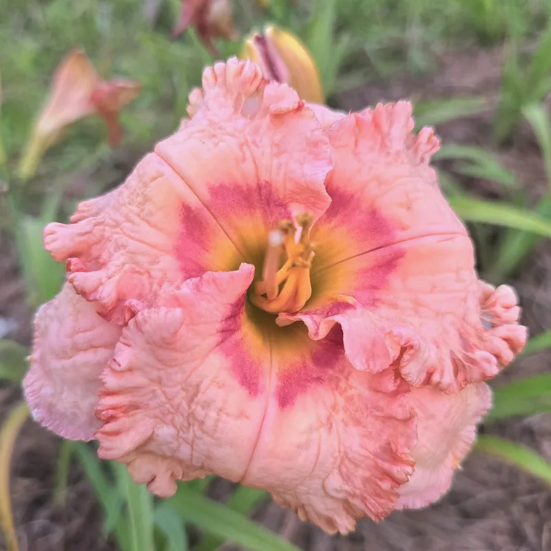 Ever So Softly