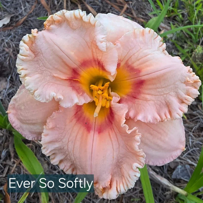 Ever So Softly from PlantFancyGardens, LLC