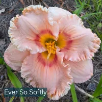 Ever So Softly thumbnail
