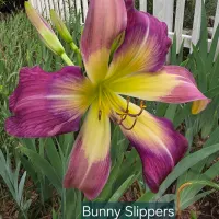 Bunny Slippers thumbnail