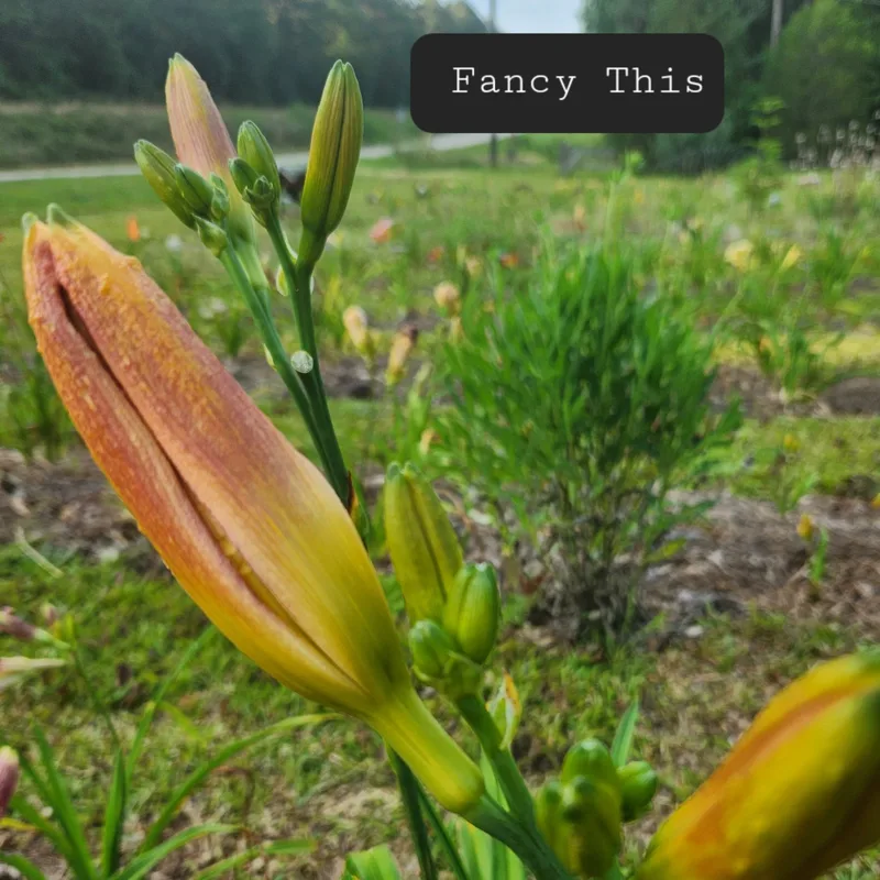 Fancy This from PlantFancyGardens, LLC
