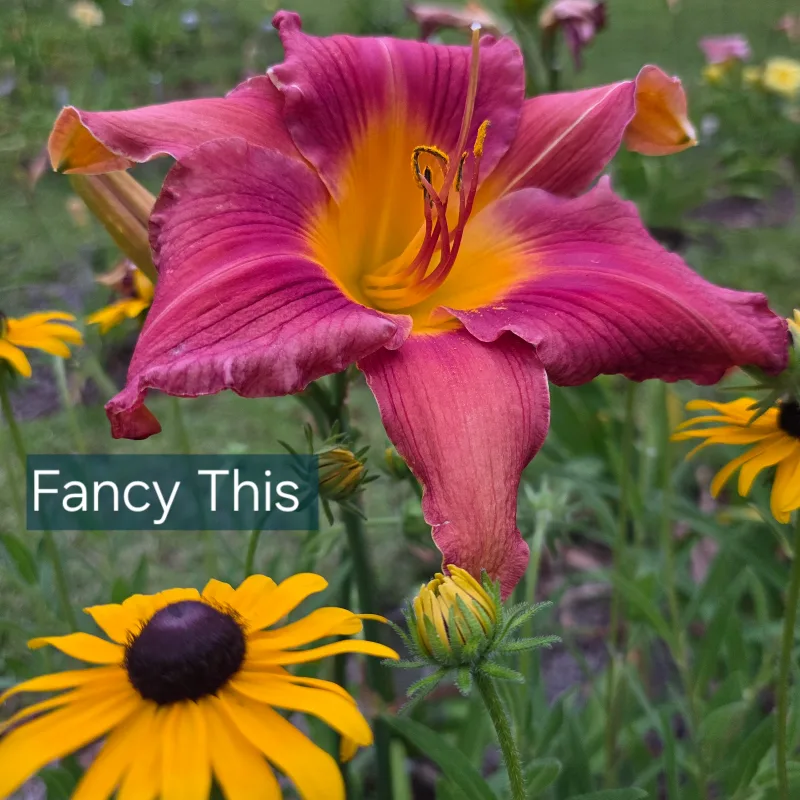 Fancy This from PlantFancyGardens, LLC