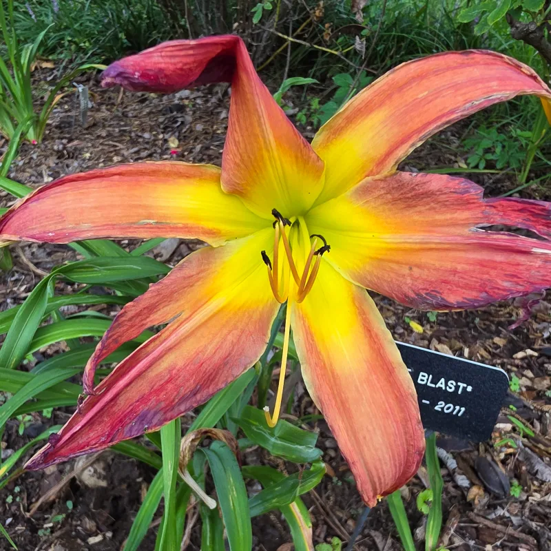 Fire Blast from PlantFancyGardens, LLC