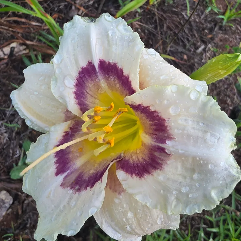 Flash Force from PlantFancyGardens, LLC