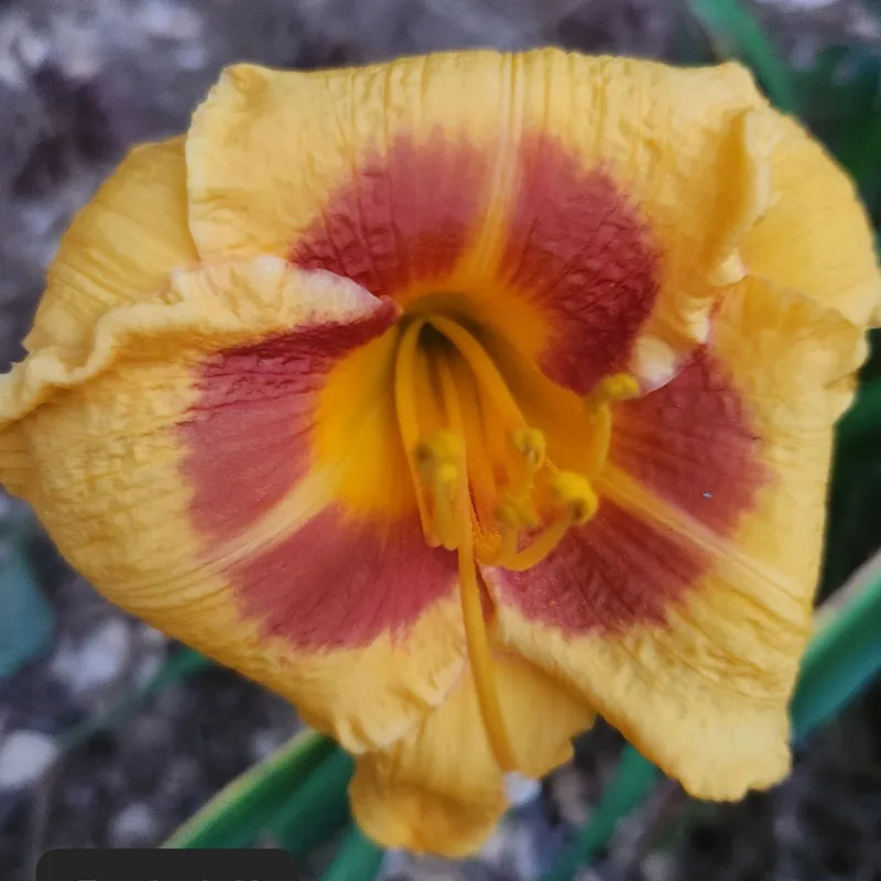 Fooled Me from PlantFancyGardens, LLC