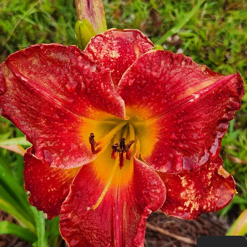 Fore from PlantFancyGardens, LLC