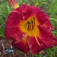 Fore thumbnail