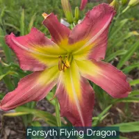 Forsyth Flying Dragon thumbnail
